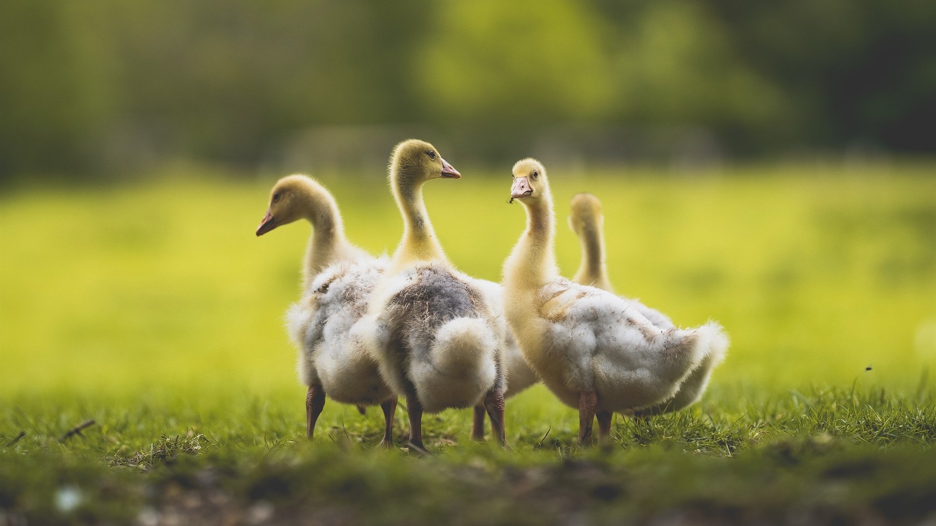 2024年全国围棋青少年锦标赛在成都举行，年轻棋手表现亮眼，全国少年围棋比赛