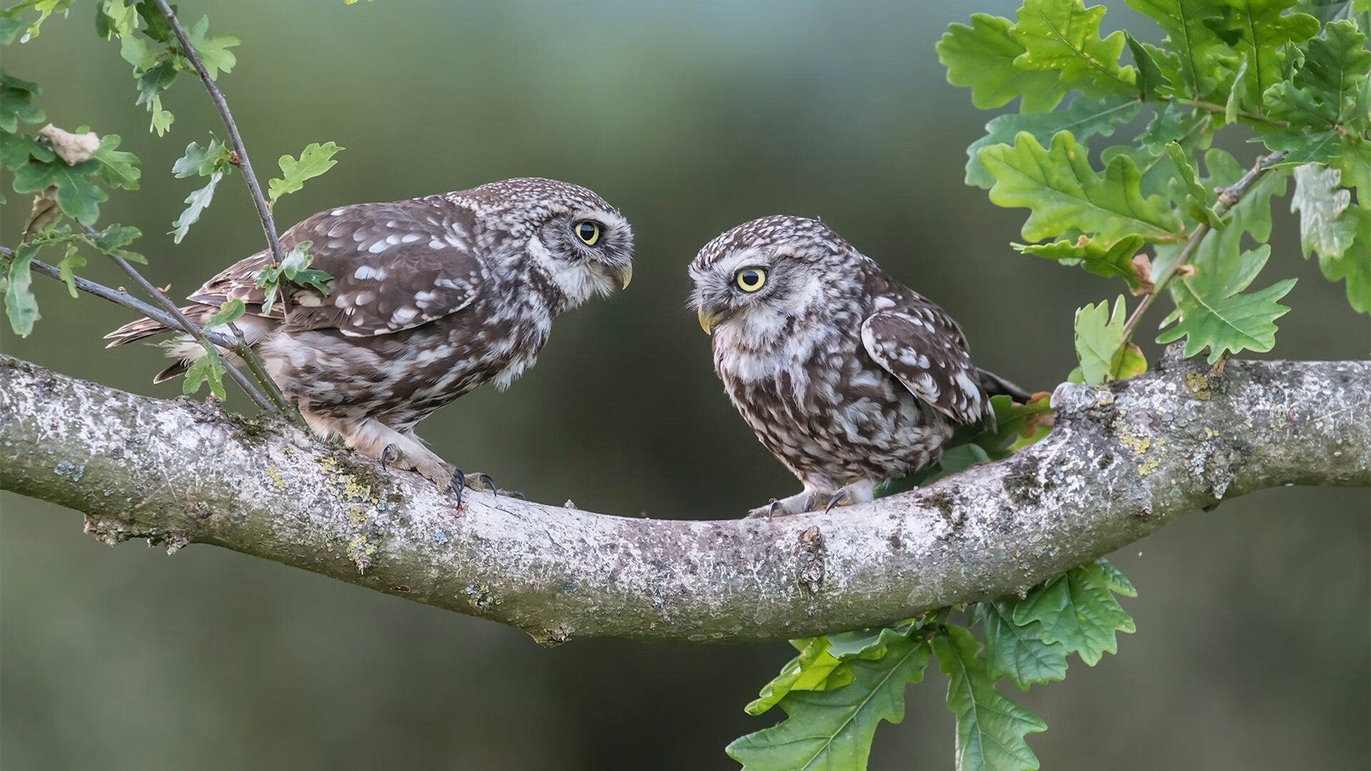 中国女篮国家队秘密集训，为奥运冲金蓄势待发，中国女篮训练