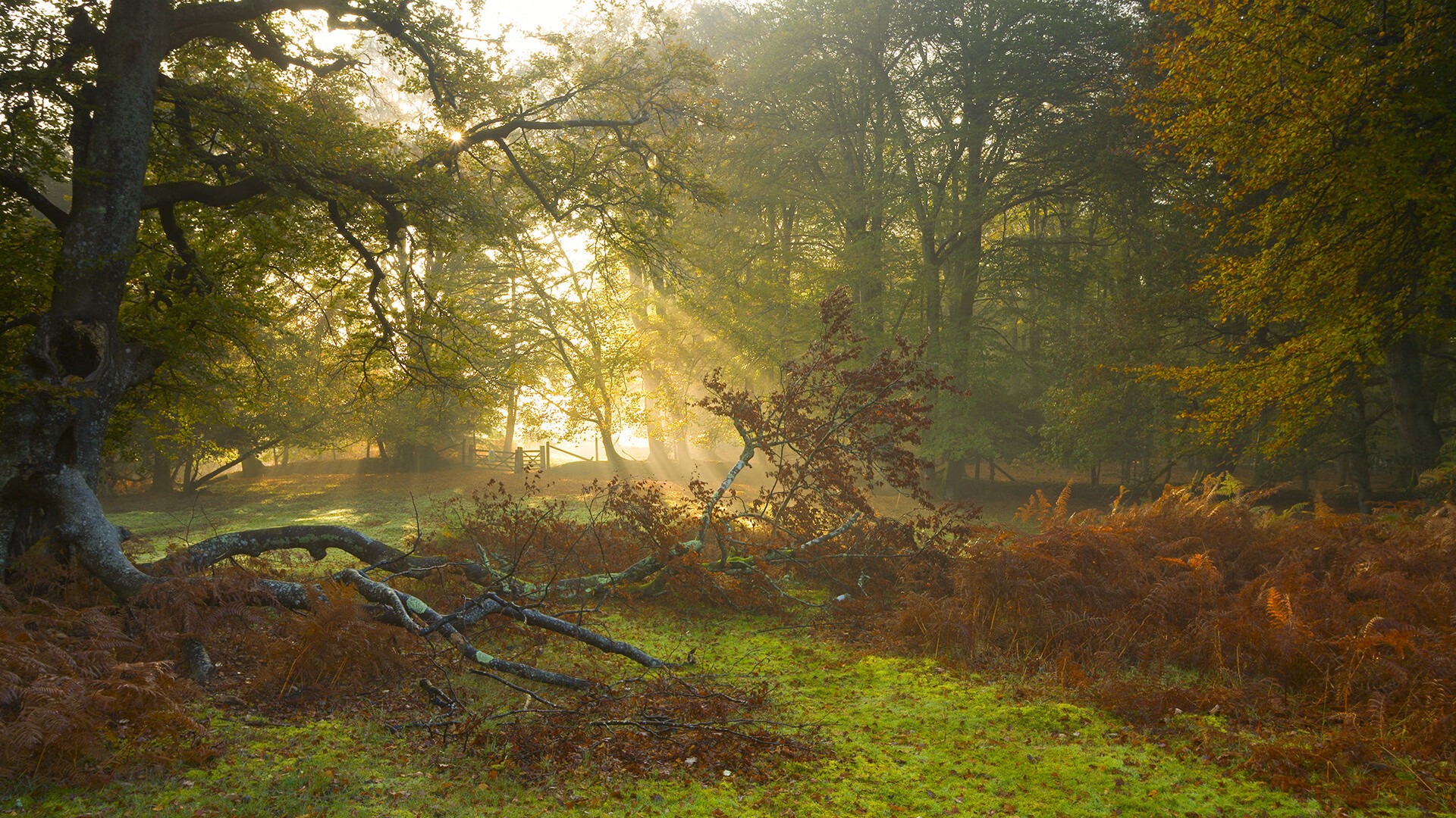 开云·体育官网-传统射箭技艺比赛，古老技艺的现代呈现，射箭技艺高超
