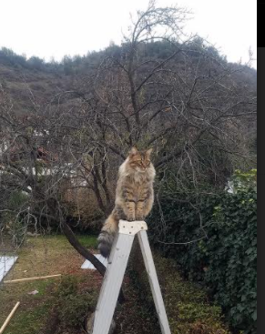 开云·体育官网-传奇少年崛起：那些年青小将即将引爆联盟风云！，少年传奇手游