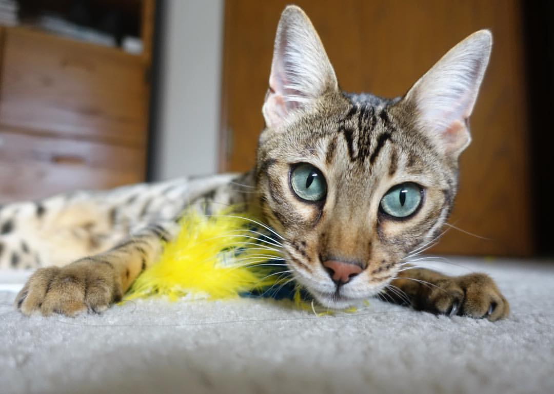 凯尔特人再获最佳团队奖,团队精神获联盟认可,凯尔特人报团