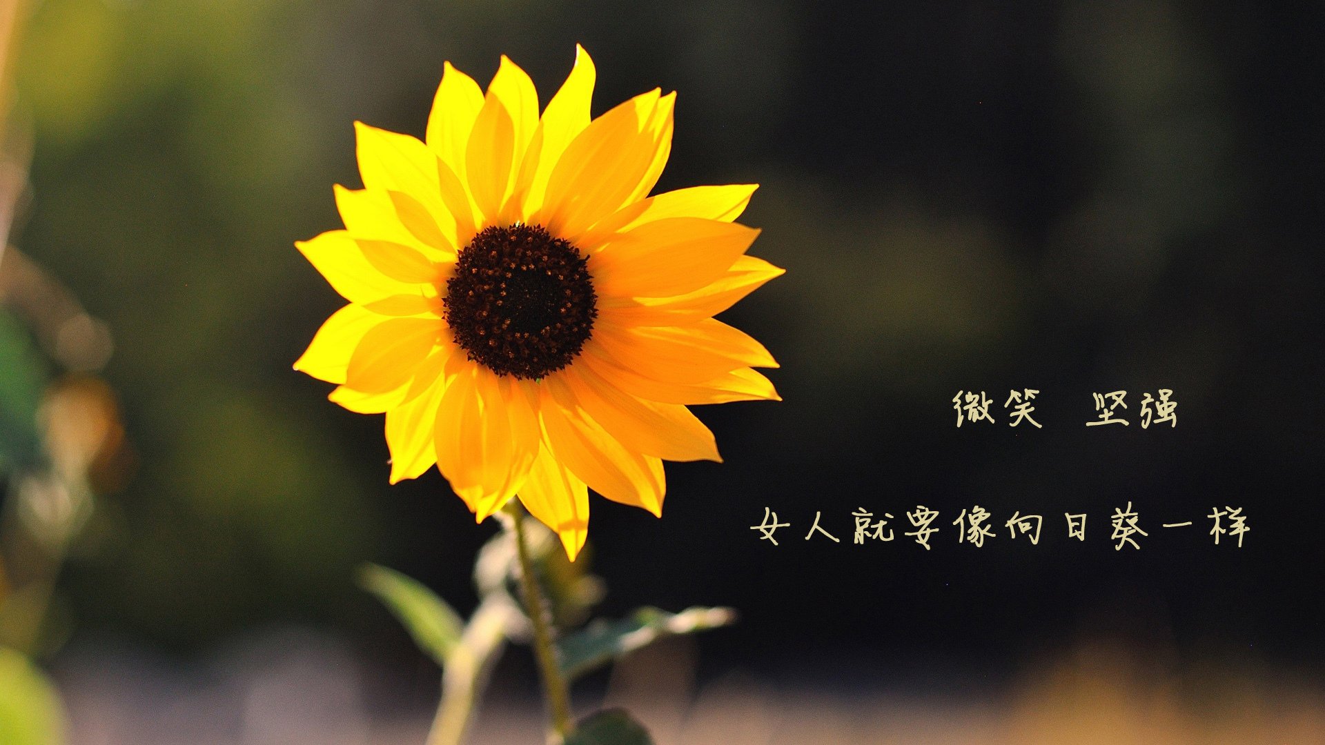 冠军梦的追逐:全景展望未来赛季,冠军梦图片