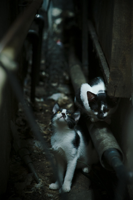 Kaiyun官方登录入口-米兰双雄领跑意甲，能否终结多年等待？，米兰意甲多少场不败了