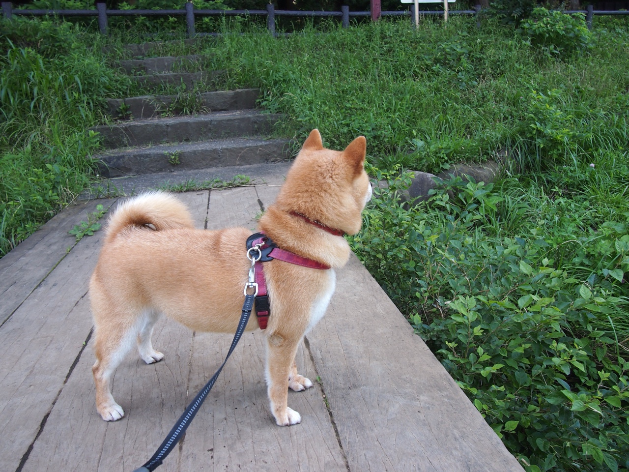 kaiyun开云·官方网站-Astralis 在 PGL Major 中获得亚军，aster冠军