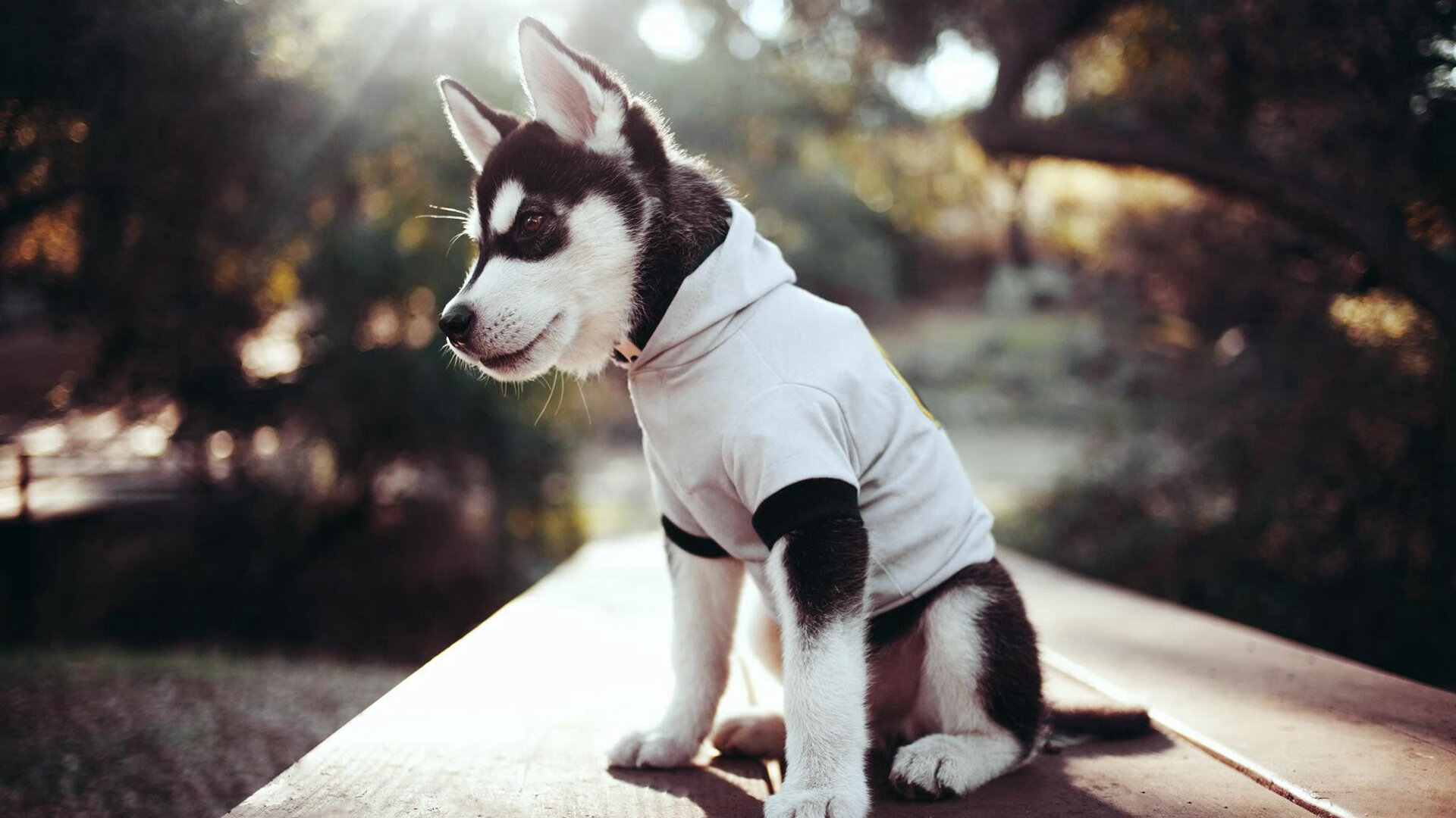 KAIYUN 中国大陆-捷克女足遭遇两连败，无缘淘汰赛，捷克女足门将图片