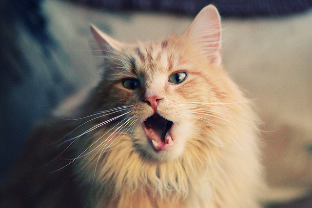 开云·Kaiyun网页版-捷克队在欧预赛中展现出色表现，引人注目，捷克队欧洲杯预选赛战绩