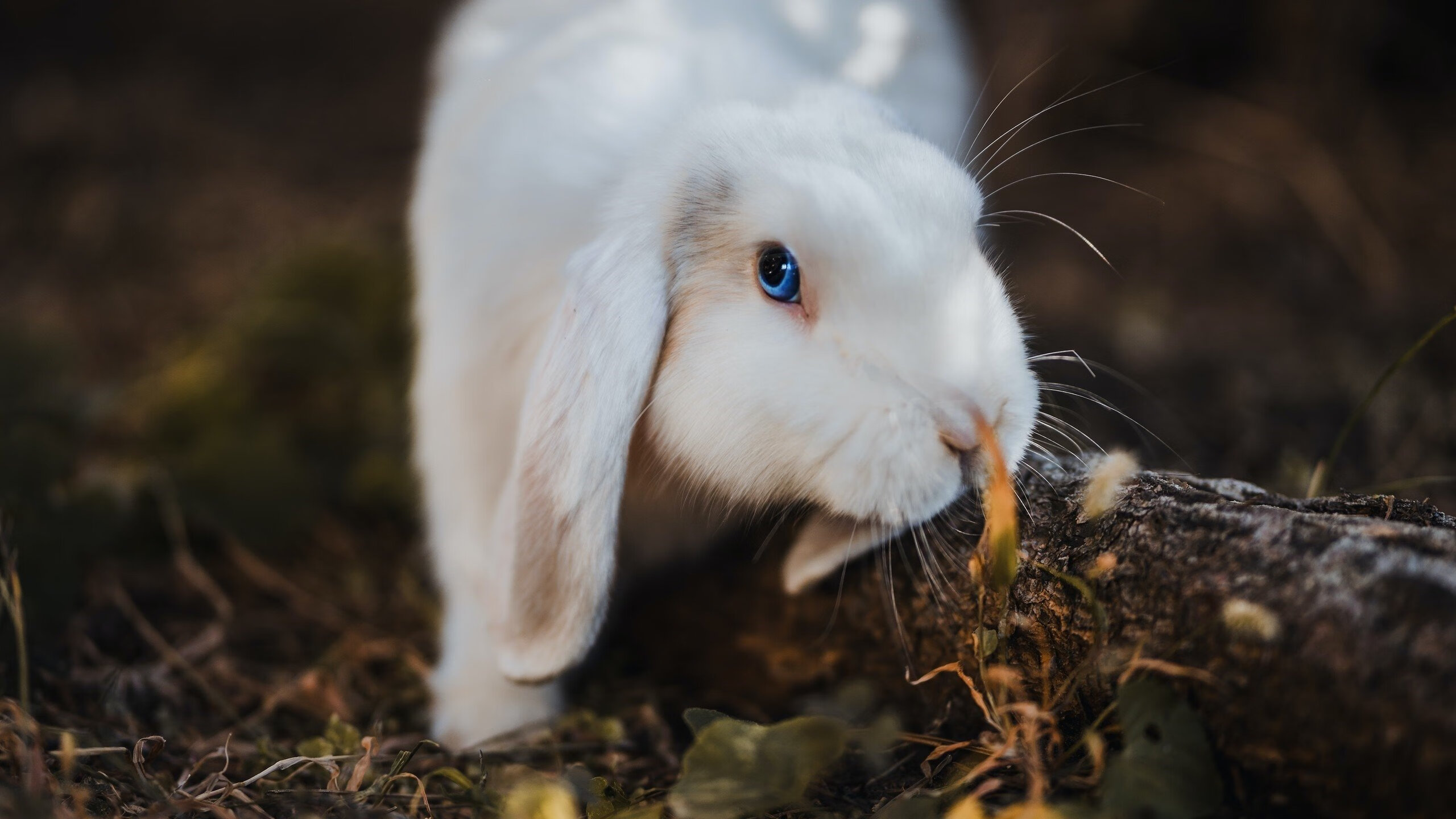 皇家贝蒂斯主场1-1战平马德里竞技,双方互交白卷,皇家贝蒂斯是皇马二队么