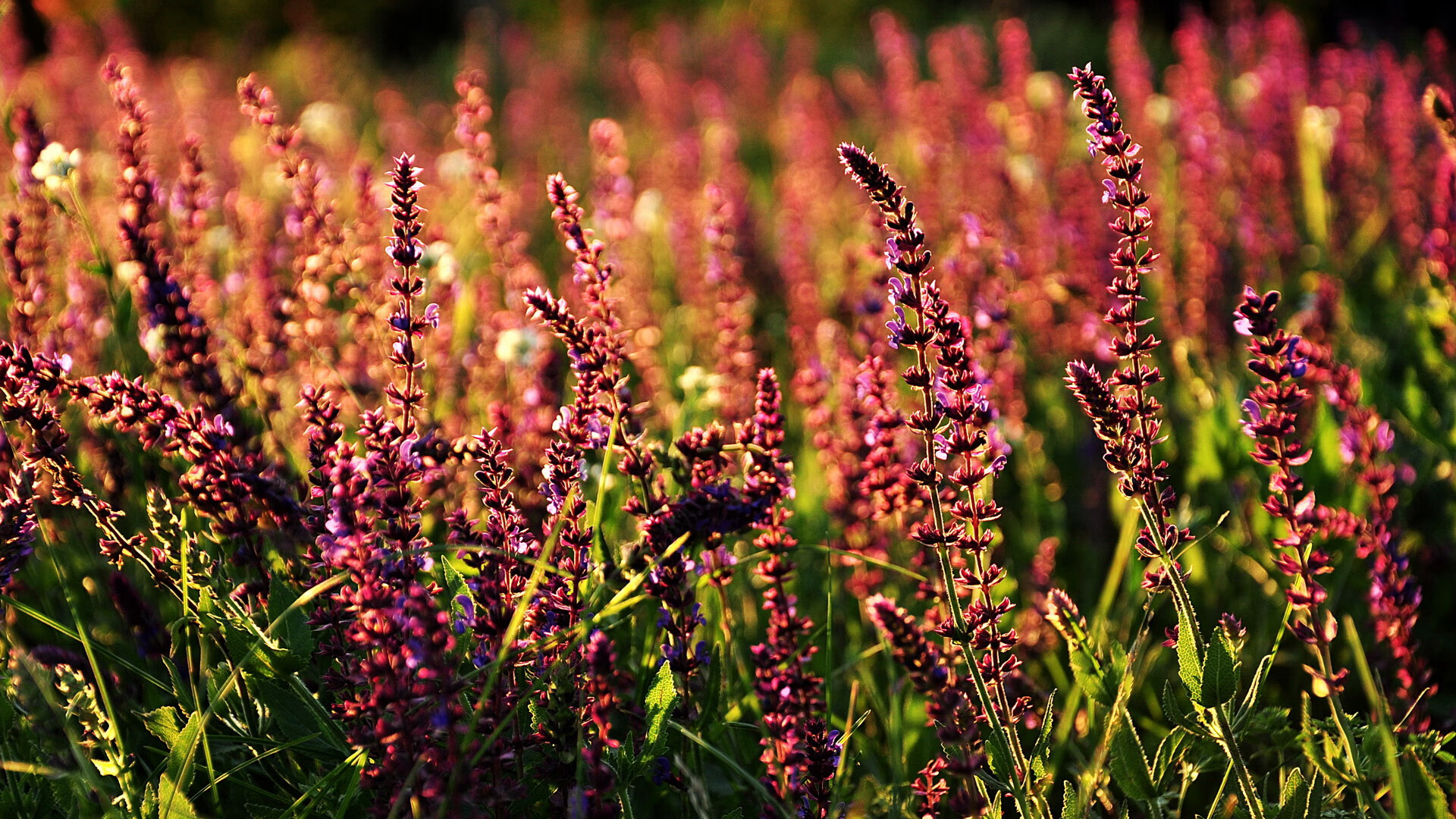 kaiyun登录入口-瑞士马术协会举办马匹护理培训班，提高骑手护理技能。，瑞典马术队