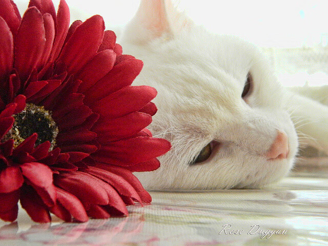 中小学体育课堂互动效果研究,小学体育课的互动教学