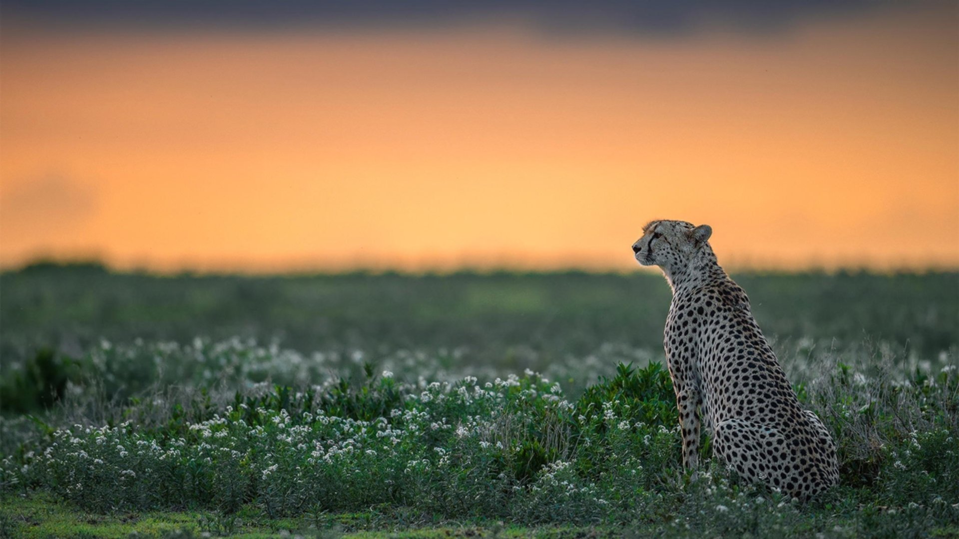 开云kaiyun-英超VAR引入后角球战术变化趋势统计，英超vr新规则