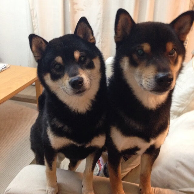 西甲战火重燃：巴萨迎战皇马，谁才是真正的王者？，巴萨vs皇马 西甲