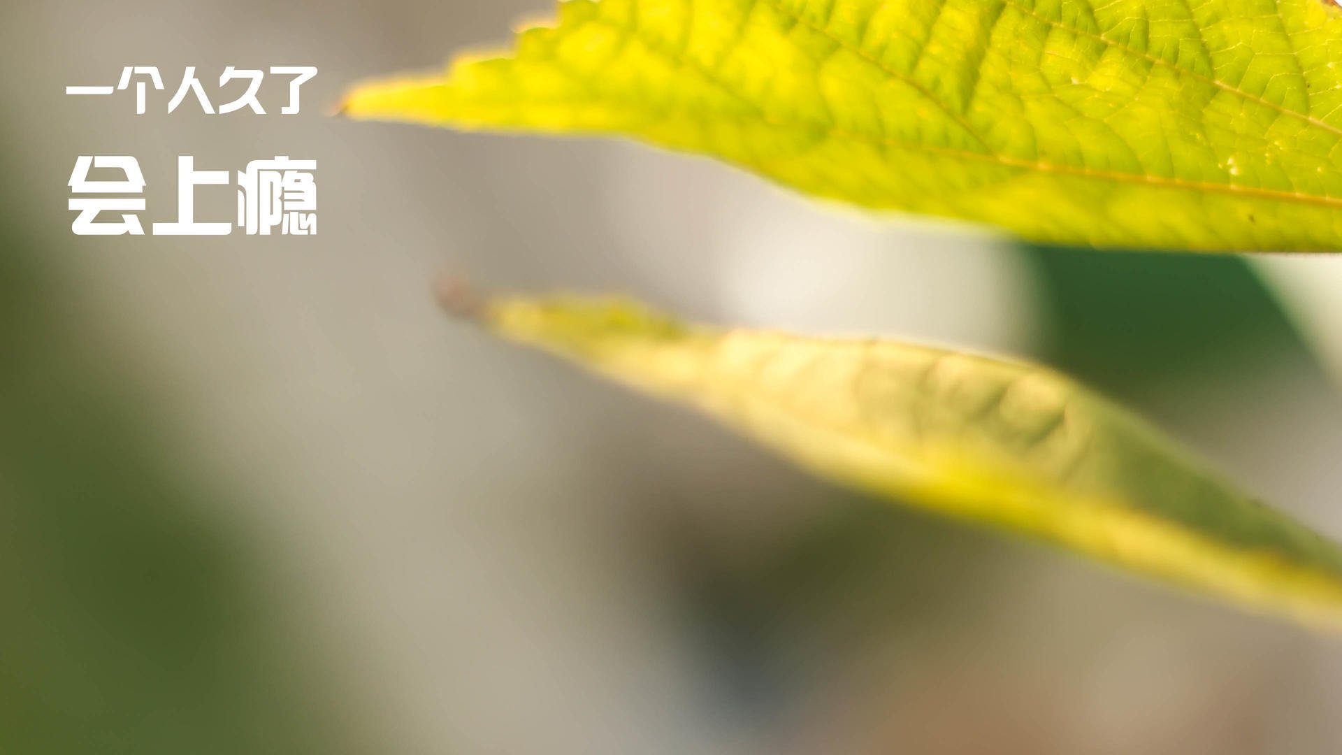 开云官方网站-CBA外援政策优化兼顾比赛观赏性与本土培养，cba外援规则2020解读