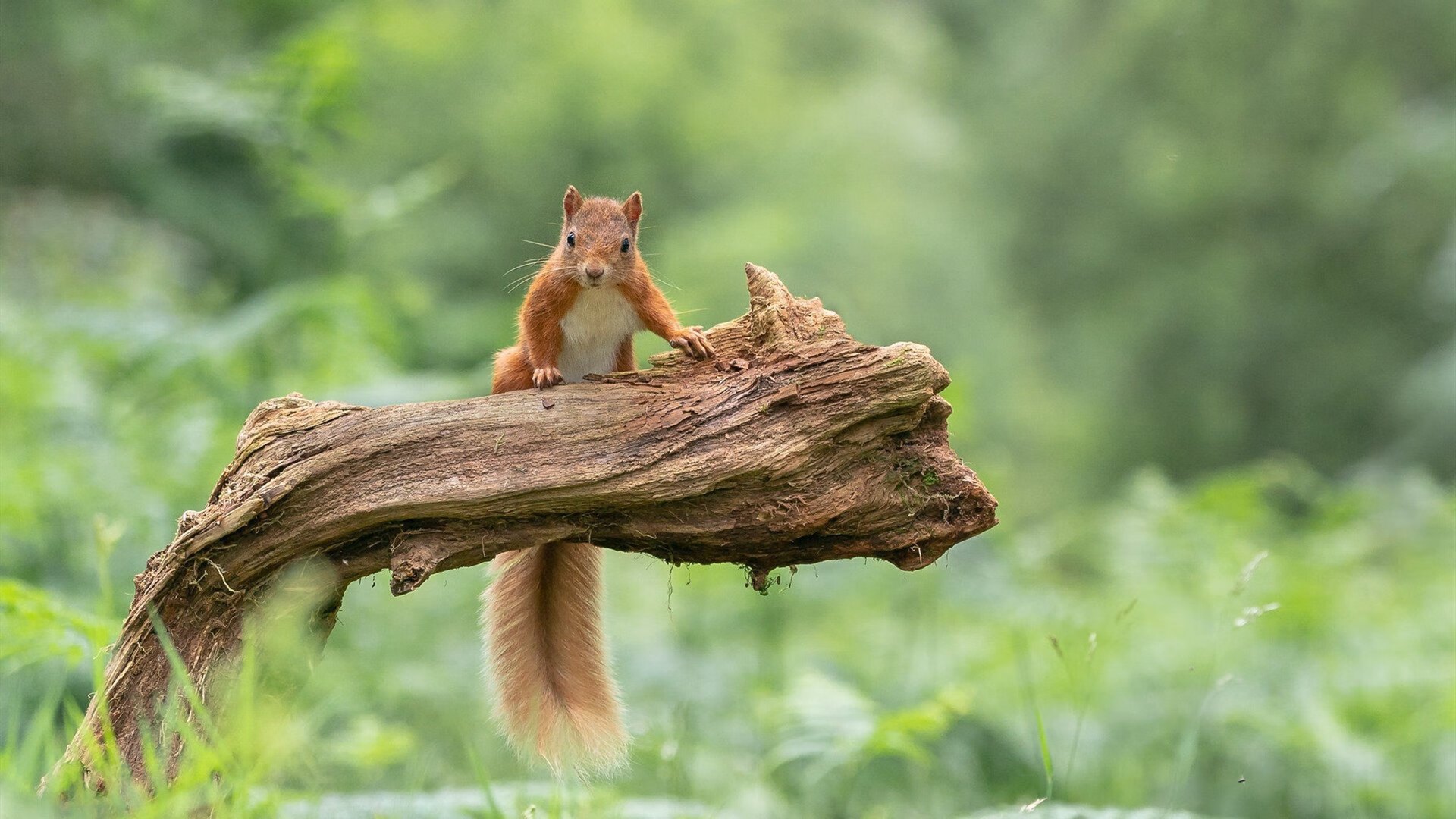 “胡利安·门德斯的脚法与配合,成就美洲狮队的未来发展”