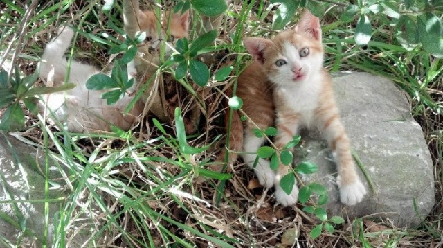 开云官网-英格兰橄榄球赛事观众人数创新高，2021年英式橄榄球比赛